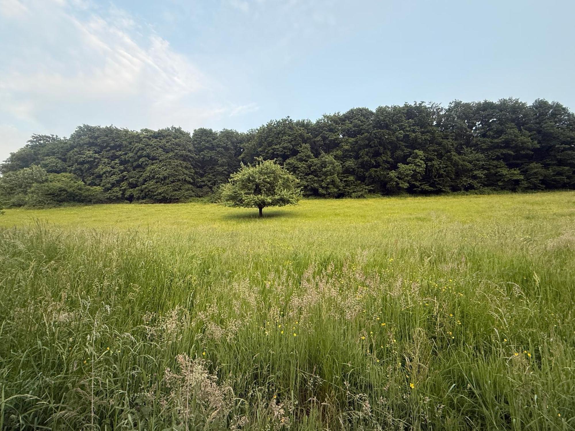Waldberg Проживание в семье *